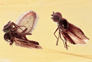 Two Fossil Dagger Flies (Empididae) In Baltic Amber #357822
