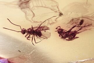 Detailed Fossil Winged Ants (Formicidae) In Baltic Amber #357831