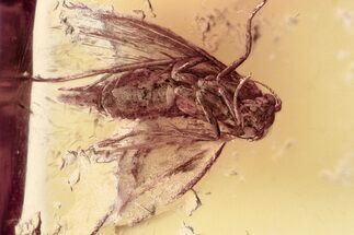 Detailed Fossil Moth (Lepidoptera) in Baltic Amber #357843