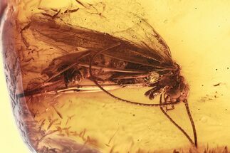 Detailed Fossil Caddisfly (Trichoptera) In Baltic Amber #357862