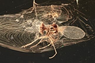 Detailed Fossil Moth Fly (Psychodidae) In Baltic Amber #357864