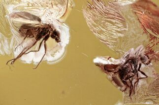 Two Detailed Fossil Flies (Dolichopodidae) in Baltic Amber #357871
