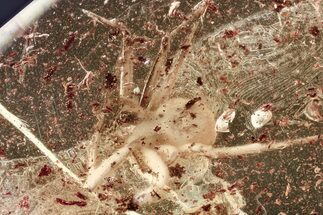Detailed Fossil Spider (Araneae) In Baltic Amber #357873