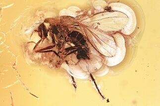 Detailed Fossil Dagger Fly (Empididae) In Baltic Amber #357882