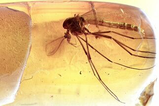Detailed Fossil True Midge (Chironomidae) in Baltic Amber #357890
