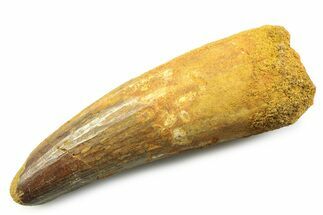 Fossil Spinosaurus Tooth - Feeding Worn Tooth #357687