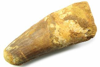 Fossil Spinosaurus Tooth - Robust Tooth #357698