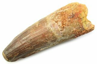 Fossil Spinosaurus Tooth - Feeding Worn Tooth #357711