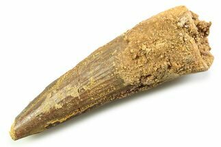 Fossil Spinosaurus Tooth - Real Dinosaur Tooth #357716