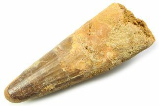 Fossil Spinosaurus Tooth - Feeding Worn Tooth #357717
