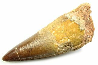 Fossil Spinosaurus Tooth - Real Dinosaur Tooth #357721