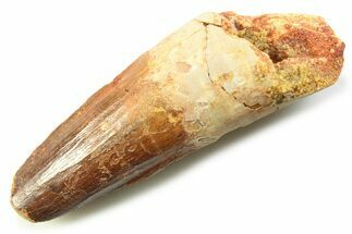 Fossil Spinosaurus Tooth - Feeding Worn Tooth #357758