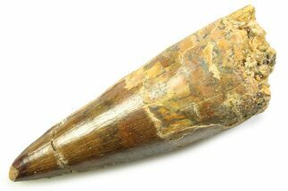 Fossil Spinosaurus Tooth - Feeding Worn Tooth #357769