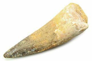 Fossil Spinosaurus Tooth - Real Dinosaur Tooth #357771