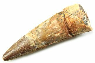 Fossil Spinosaurus Tooth - Real Dinosaur Tooth #357845