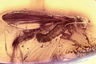 Detailed Fossil Lacewing (Nevrorthidae) In Baltic Amber #357894