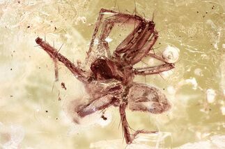 Detailed Fossil Spider (Araneae) In Baltic Amber #357895