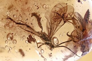 Spectacular Fossil Wasps (Pompilidae & Braconidae) In Baltic Amber #357904