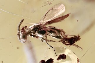 Detailed Fossil Wasp (Torymidae) in Baltic Amber #357908