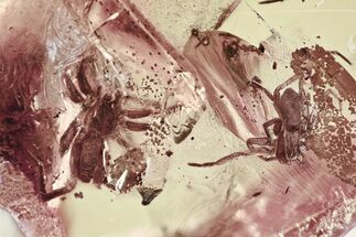 Four Beautifully Detailed Fossil Spiders (Araneae) in Baltic Amber #357910