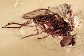 Fossil Fly (Dolichopodidae) w/ Attached Phoretic Mite in Baltic Amber #357915