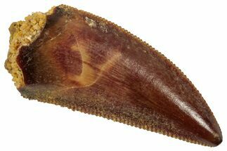 Serrated Raptor Tooth - Real Dinosaur Tooth #357926