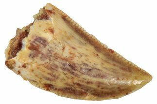 Serrated Raptor Tooth - Real Dinosaur Tooth #357938