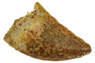 Serrated Raptor Tooth - Real Dinosaur Tooth #357939