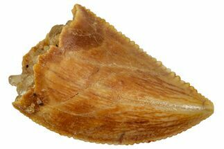 Serrated Raptor Tooth - Real Dinosaur Tooth #357942