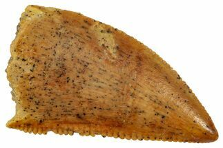 Serrated Raptor Tooth - Real Dinosaur Tooth #357948