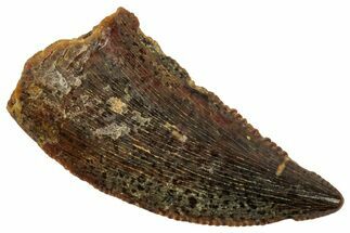 Serrated Raptor Tooth - Real Dinosaur Tooth #357954
