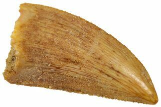 Serrated Raptor Tooth - Real Dinosaur Tooth #358026