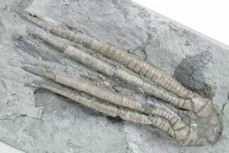 Fossil Crinoid (Scytalocrinus) - Crawfordsville, Indiana #358059