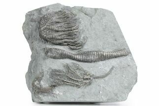 Fossil Crinoid Plate (Two Species) - Crawfordsville, Indiana #358063