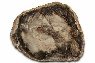 Beautiful Petrified Wood (Araucaria) Slab - Madagascar #358035