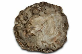 Polished Petrified Wood (Araucaria) Round - Madagascar #358039