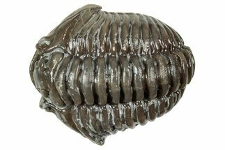 Fossil Flexicalymene Trilobite - Mt Orab, Ohio #358069
