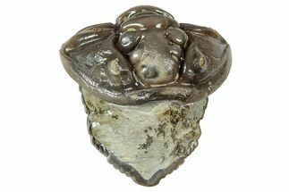 Long Partially Enrolled Flexicalymene Trilobite - Mt Orab, Ohio #358075