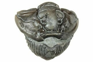 Wide Enrolled Flexicalymene Trilobite - Mt Orab, Ohio #358080