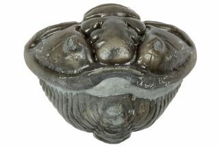 Wide Enrolled Flexicalymene Trilobite - Mt Orab, Ohio #358082