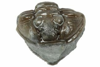 Long Partially Enrolled Flexicalymene Trilobite - Mt Orab, Ohio #358087