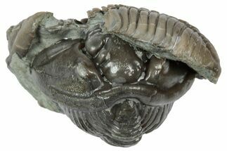 Two Fossil Flexicalymene Trilobites - Mt Orab, Ohio #358093