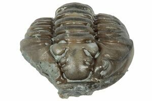 Top Quality Flexicalymene Retrorsa Trilobite (#2292) For Sale