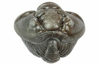 Wide Enrolled Flexicalymene Trilobite - Mt Orab, Ohio #358103