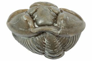 Wide Enrolled Flexicalymene Trilobite - Mt Orab, Ohio #358109