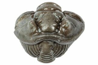 Wide Enrolled Flexicalymene Trilobite - Mt Orab, Ohio #358117