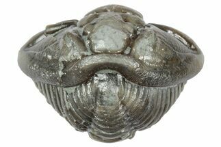 Wide Enrolled Flexicalymene Trilobite - Mt Orab, Ohio #358123