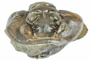 3D Flexicalymene Trilobite Fossil From Ohio (#2296) For Sale