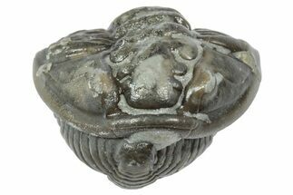 Wide Enrolled Flexicalymene Trilobite - Mt Orab, Ohio #358129