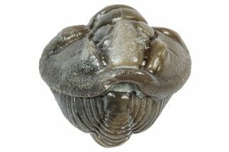 Wide Enrolled Flexicalymene Trilobite - Mt Orab, Ohio #358131